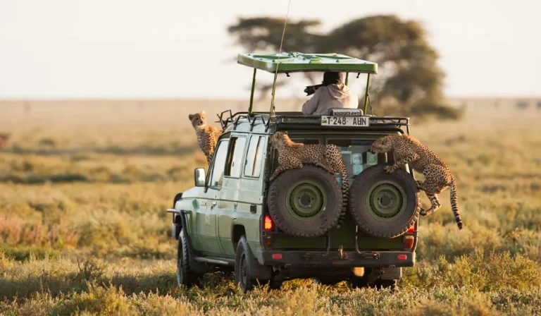 Guida al Parco Nazionale del Serengeti per il 2026 / 2027