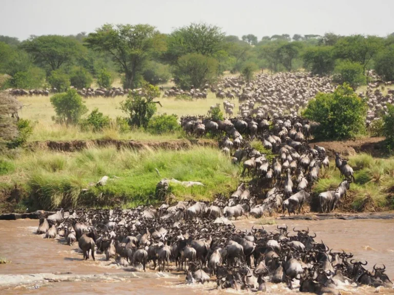 6-Day Northern Circuit Safari: Big Five & Migration Experience