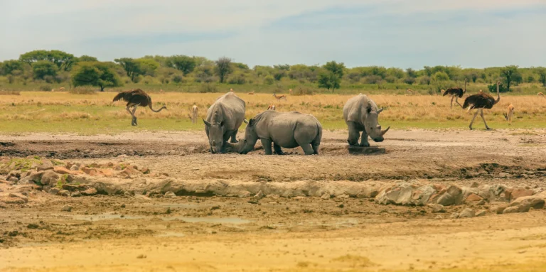 3-Day Express Tanzania Safari: Tarangire Elephants & Ngorongoro Wonders