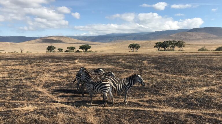 3-Day Northern Circuit Safari: Tarangire & Ngorongoro Crater Big Five Adventure