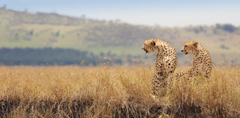 8 Days Tanzania Classic Safari